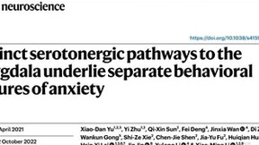 神经环路机制研究登顶刊，脑科学突破获业界关注