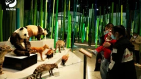 全球首只仿生大熊猫机器人亮相成都
