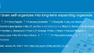 科学家首次用人胎脑组织生成大脑类器官，开启脑科学研究新篇章